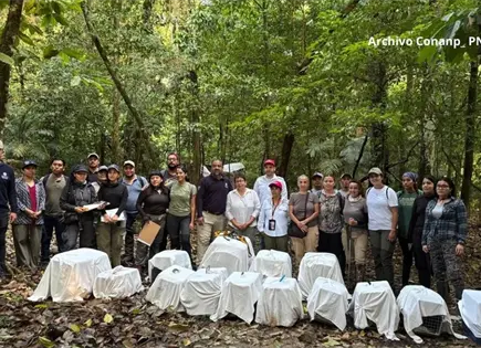Liberan 16 monos ara&ntilde;a y un aullador en Parque Nacional Palenque