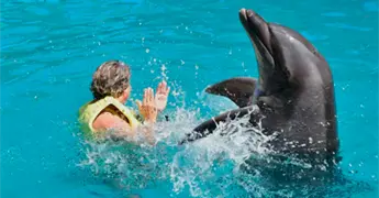 Profepa clausura Dolphinaris Canc&uacute;n por condiciones de delfines
