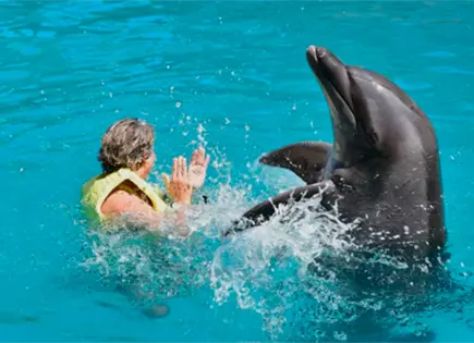 Profepa clausura Dolphinaris Canc&uacute;n por condiciones de delfines
