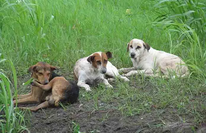 Denuncian hacinamiento de perros en predio baldío