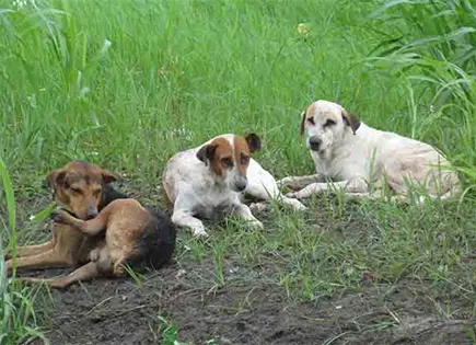 Senado presenta proyecto de ley para bienestar animal en México Senado presenta proyecto de ley para bienestar animal en México