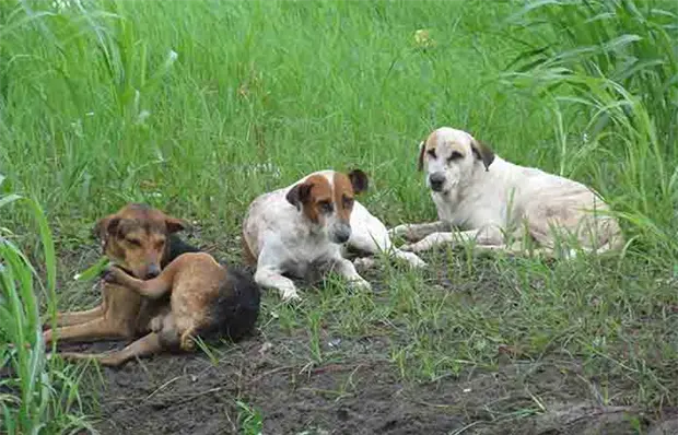 Denuncian hacinamiento de perros en predio baldío Denuncian hacinamiento de perros en predio baldío