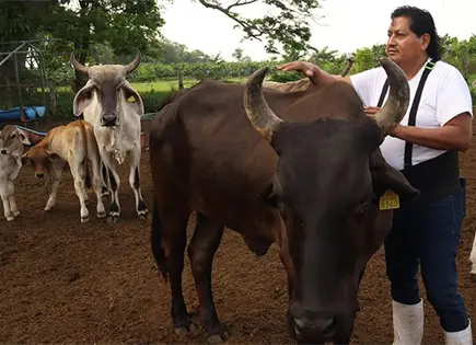 SLP promedia 212 casos de miasis al mes SLP promedia 212 casos de miasis al mes