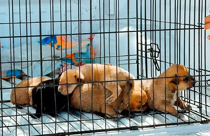 Rescata PC cachorros, estaban abandonados