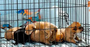 Rescata PC cachorros, estaban abandonados