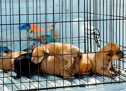 Rescata PC cachorros, estaban abandonados
