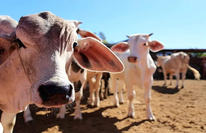 Entregará Municipio forraje a productores