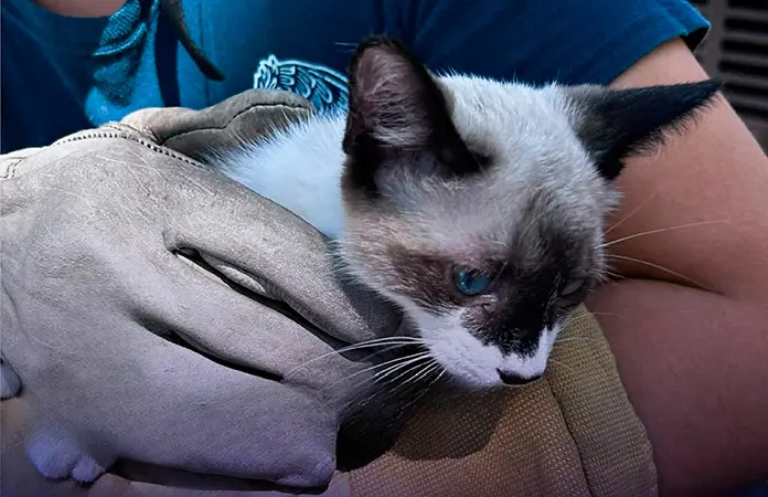 Rescatan bomberos a dos gatos