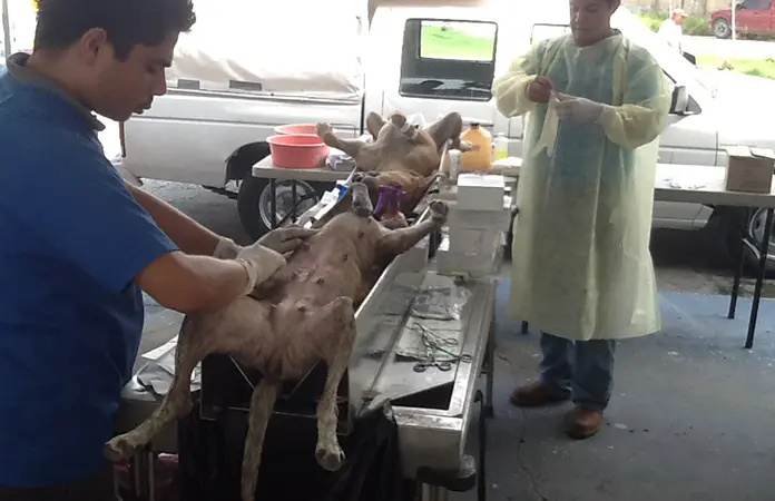 Municipios incumplen con esterilizaciones gratuitas