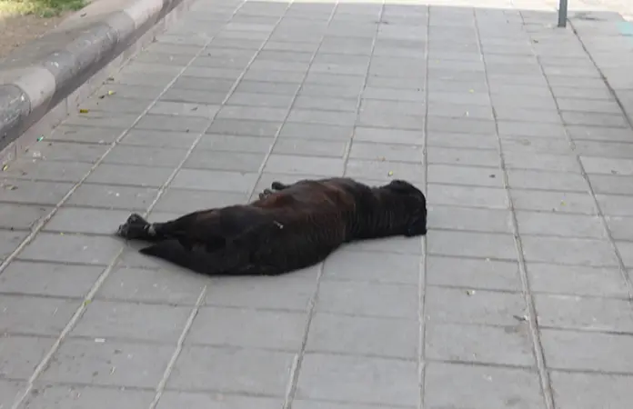 Persiste el maltrato animal: especialista