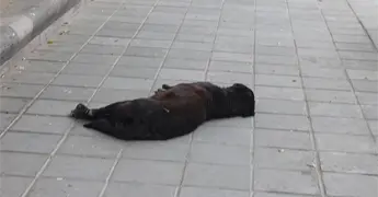 Persiste el maltrato animal: especialista