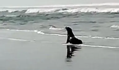 Protecci&oacute;n Civil rescata lobo marino en Mazat&aacute;n, Chiapas