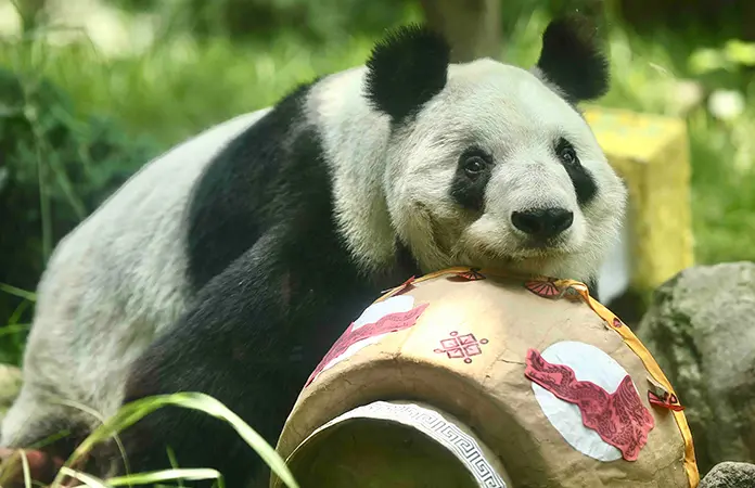 Xin Xin y Fortunata de los más longevos