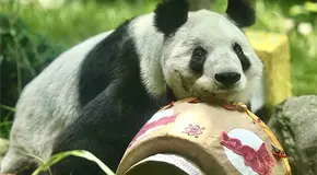 Chapultepec celebra 36 años de la panda Xin Xin Chapultepec celebra 36 años de la panda Xin Xin