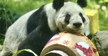 Xin Xin cumple 36 a&ntilde;os: festejo en Chapultepec el 4 de julio