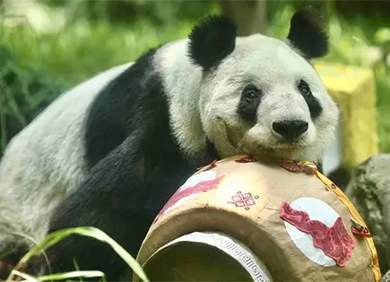 Xin Xin y Fortunata de los m&aacute;s longevos