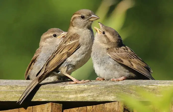 CATÁLOGO DE AVES URBANAS