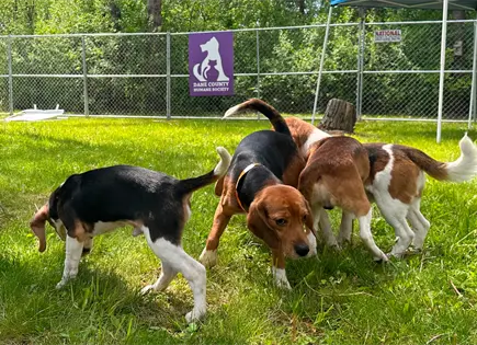 Cierra granja de beagles en Wisconsin: Big Dog Ranch Rescue asume cuidado Cierra granja de beagles en Wisconsin: Big Dog Ranch Rescue asume cuidado