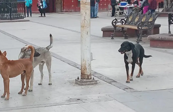 Demandan colonos una razzia de perros