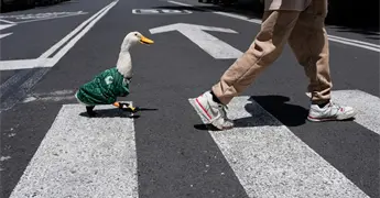 Fiebre por Merl&iacute;n llega a Canad&aacute;: figuras de patos con playeras