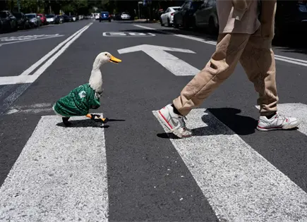 Pato Merlin gana fama en Ciudad de México tras inicio del Mundial Pato Merlin gana fama en Ciudad de México tras inicio del Mundial