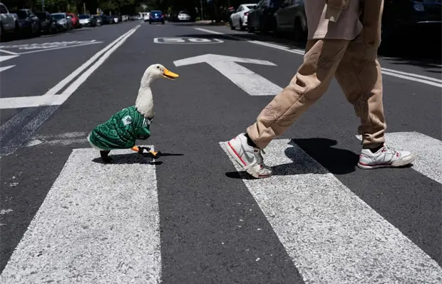 FIFA anuncia al pato Merl&iacute;n como embajador oficial