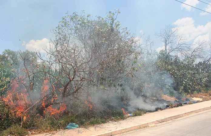 Por lluvias, hay hasta 40% menos incendios