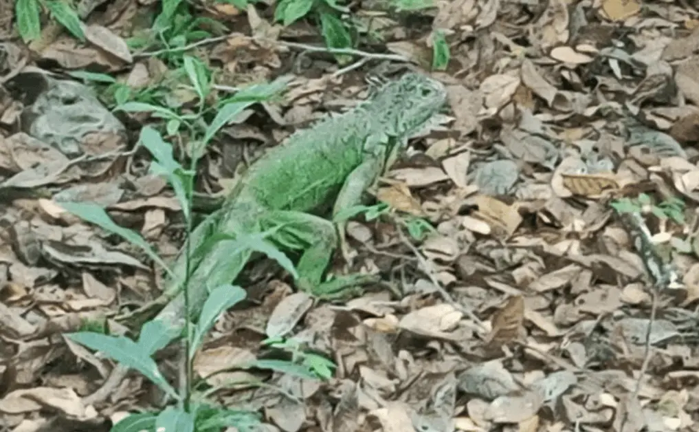 Profepa libera 19 iguanas en manglar de Michoacán