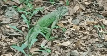Profepa libera 19 iguanas en manglar de Michoac&aacute;n
