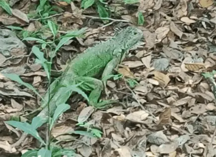 Profepa libera 19 iguanas en manglar de Michoacán Profepa libera 19 iguanas en manglar de Michoacán