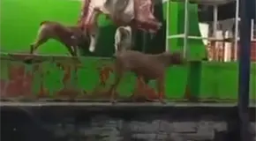 Perros comen carne en rastro de Xilitla