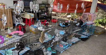Polic&iacute;a en Vietnam rescata m&aacute;s de 400 gatos en operativo contra carne de gato
