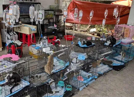 Policía en Vietnam rescata más de 400 gatos en operativo contra carne de gato Policía en Vietnam rescata más de 400 gatos en operativo contra carne de gato
