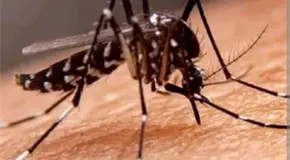 Van 10 casos de dengue en la Huasteca Norte