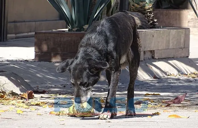 Denuncian posible caso de zoofilia en Prados II Secc.