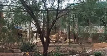 Rescat&oacute; FGE a 20 perros con vida en inmueble de Milpillas