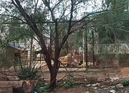 En la FGE, caso de presunto maltrato animal en Milpillas (video)