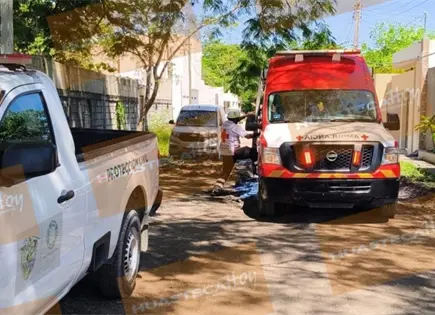 Muere ancianito al caer de escalera cuando podaba árbol Muere ancianito al caer de escalera cuando podaba árbol