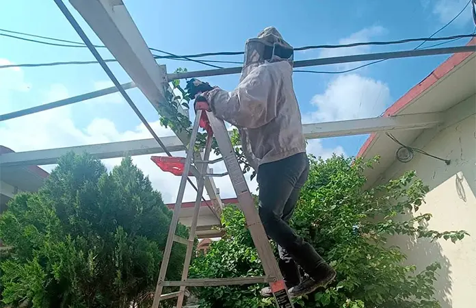 Retiran panal de abejas de escuela