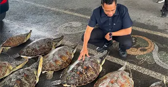Polic&iacute;a de Bali incauta 21 tortugas protegidas y arresta sospechoso