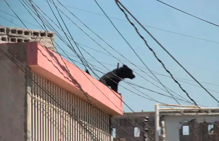 Se atienden 50 denuncias por maltrato animal
