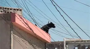 Se atienden 50 denuncias por maltrato animal