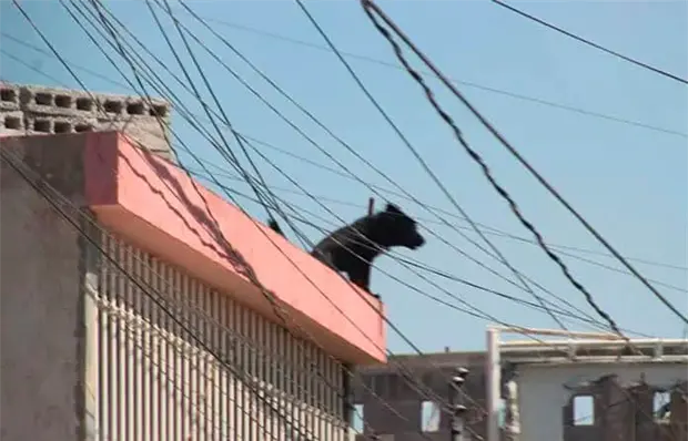 Se atienden 50 denuncias por maltrato animal