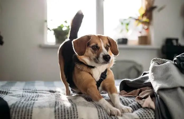 La felicidad en los animales