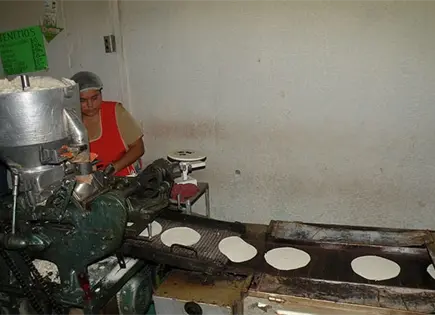 Maíz de tortillerías tendría aflatoxinas Maíz de tortillerías tendría aflatoxinas