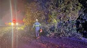 Tormenta tumba &aacute;rboles y deja colonias sin luz