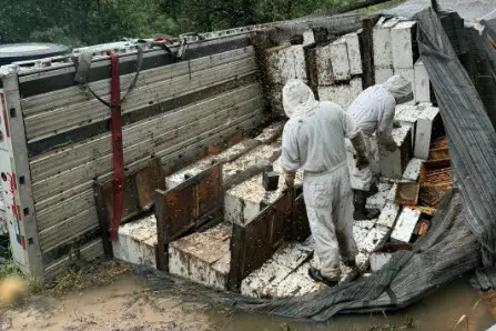 Accidente en Texas libera millones de abejas tras volcadura Accidente en Texas libera millones de abejas tras volcadura