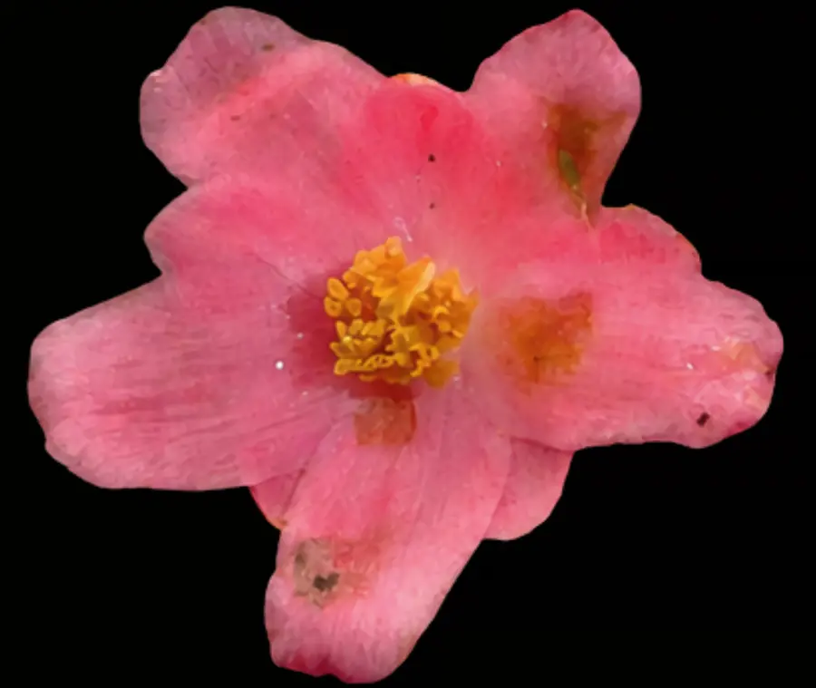 Reserva Nacional de Lachay inicia evaluación de flor Amancaes