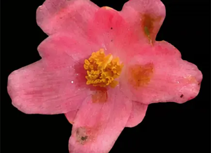 Reserva Nacional de Lachay inicia evaluación de flor Amancaes Reserva Nacional de Lachay inicia evaluación de flor Amancaes