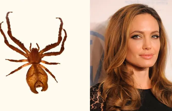 Sidymella malefica, araña nombrada en honor a Angelina Jolie